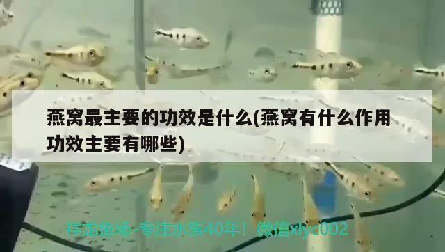 成年金三間魚植物性飼料推薦，成年金三間魚植物性飼料推薦，金魚飼料新鮮度鑒別方法