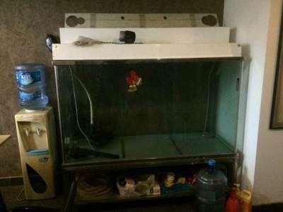 九龍魚缸要養什么龍魚最好看的：九龍魚缸中養哪些龍魚品種不僅美觀而且適合作為混養魚類 九龍魚缸要養什么龍魚最好看的：九龍魚缸中養哪些龍魚品種不僅美觀而且適合作為混養魚類 龍魚百科 第3張