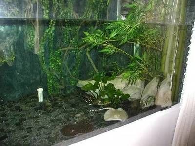 九龍魚缸要養什么龍魚最好看的：九龍魚缸中養哪些龍魚品種不僅美觀而且適合作為混養魚類 九龍魚缸要養什么龍魚最好看的：九龍魚缸中養哪些龍魚品種不僅美觀而且適合作為混養魚類 龍魚百科 第2張