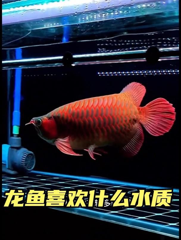 龍魚對水質有何要求