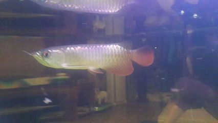 高背金龍魚用什么燈養好：高背金龍魚用什么燈養好高背金龍魚用什么燈養好