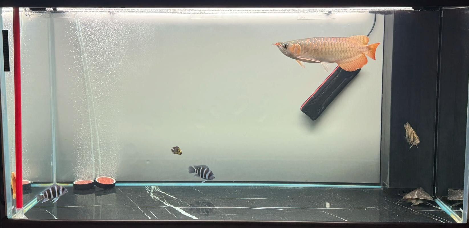 龍魚可以和豬鼻龜混養嗎圖片大全