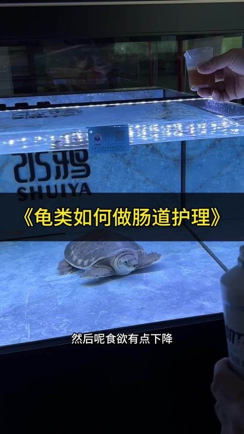 龍魚可以和豬鼻龜混養嗎圖片大全