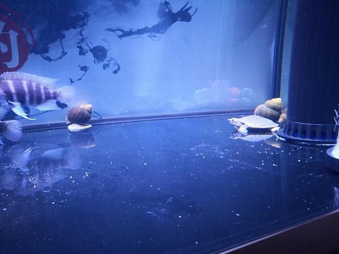 龍魚可以和豬鼻龜混養嗎圖片大全