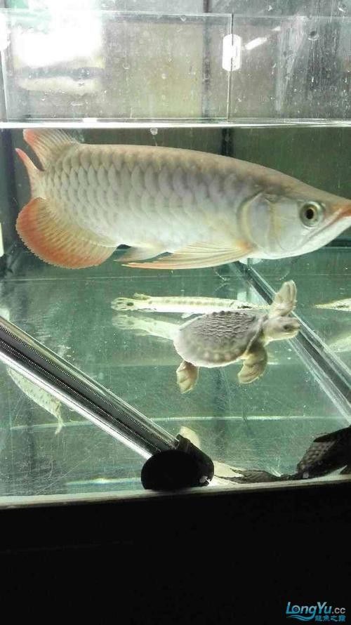 龍魚可以和豬鼻龜混養嗎圖片大全