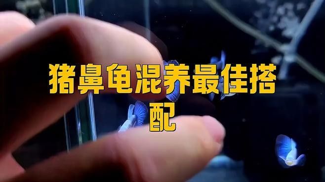 龍魚可以和豬鼻龜混養嗎圖片大全