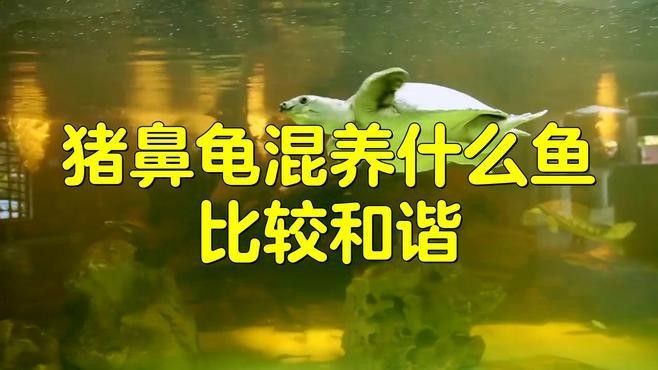 龍魚可以和豬鼻龜混養嗎圖片大全
