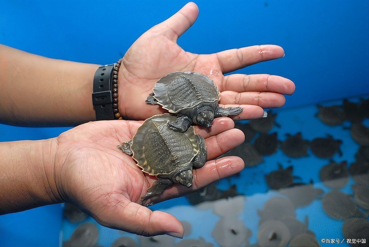 龍魚可以和豬鼻龜混養嗎圖片大全