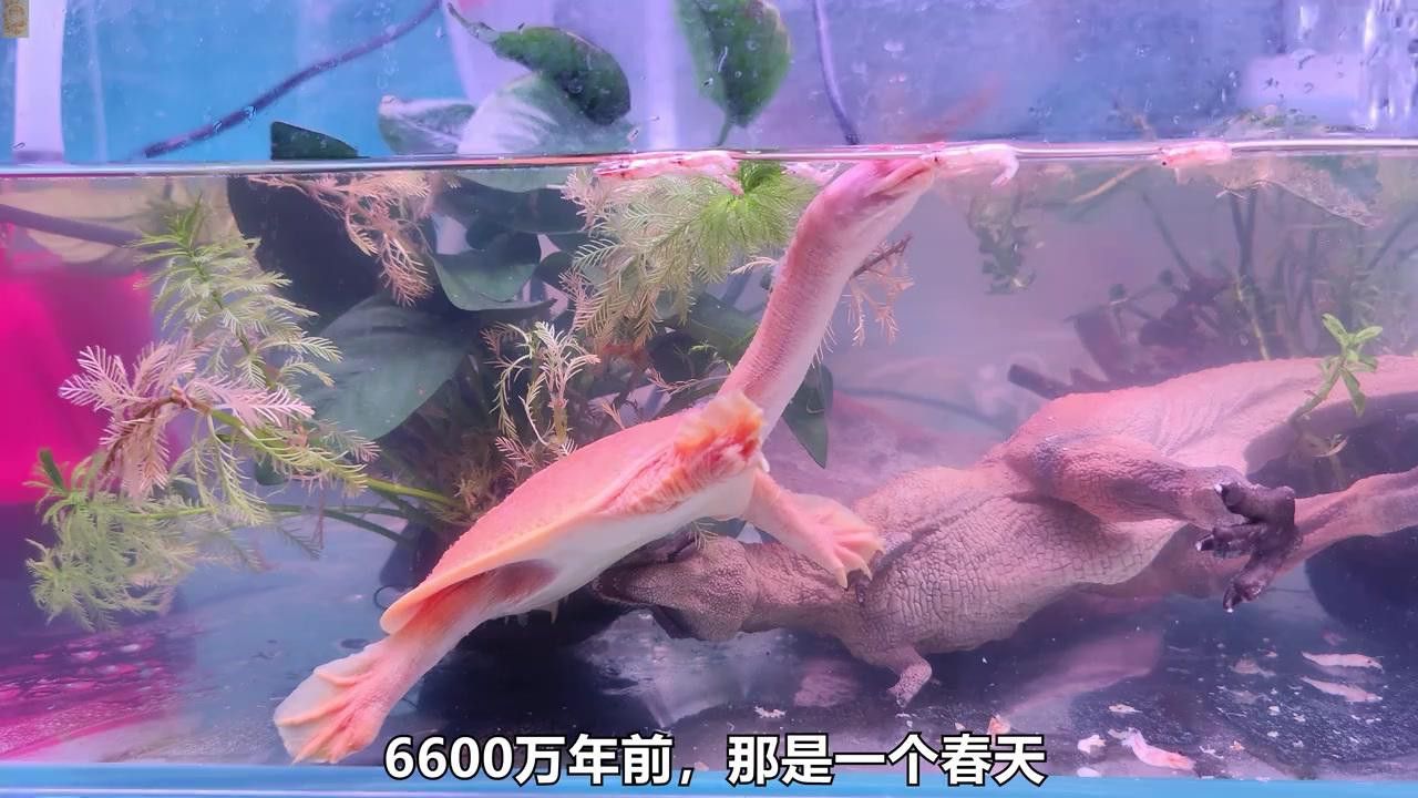 恐龍滅絕后鱷魚有何變化？