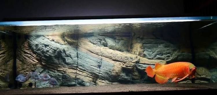 龍魚用nec燈還是led：龍魚養(yǎng)殖中nec燈和led燈各有優(yōu)缺點(diǎn)