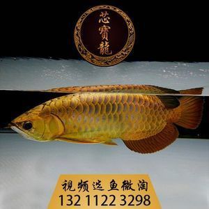 金龍魚活體在哪里買：金龍魚活體養殖方式