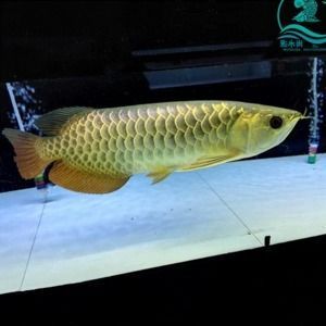 金龍魚活體在哪里買：金龍魚活體養殖方式