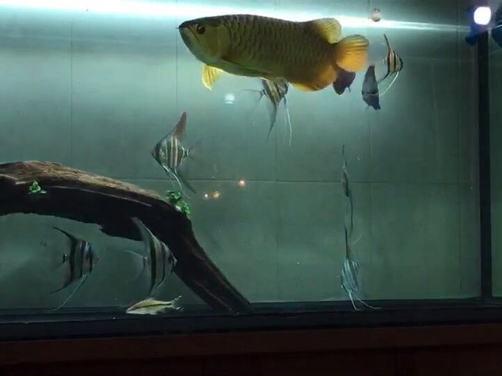 紅龍魚和七彩魚混養視頻