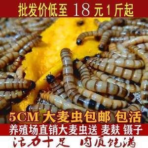 金龍魚吃啥飼料好養(yǎng)活：金龍魚喂什么飼料好