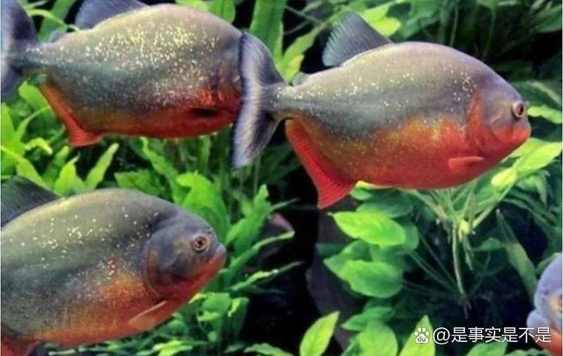 老虎魚會咬人嗎