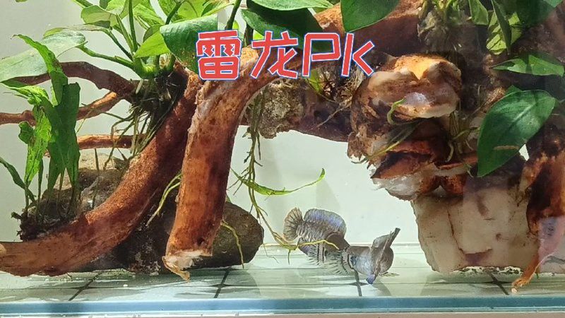 彩虹雷龍魚可以跟什么魚混養(yǎng)