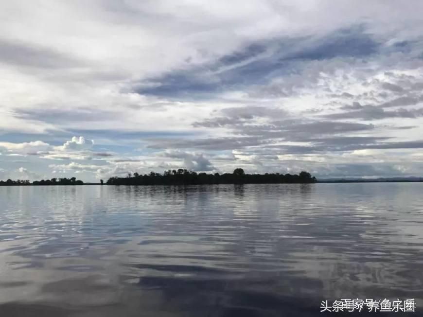 大湖龍魚產地在哪里：大湖龍魚的產地在哪里