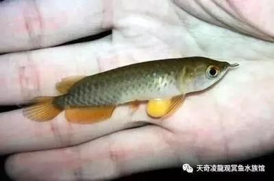 龍魚內細菌感染怎么辦（龍魚內細菌感染的治療方法） 龍魚內細菌感染怎么辦（龍魚內細菌感染的治療方法） 龍魚百科 第1張