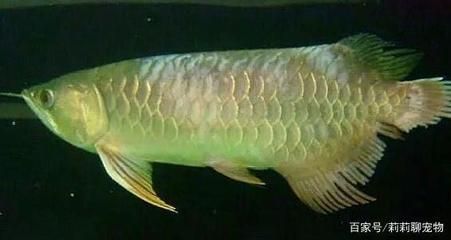 龍魚內細菌感染怎么辦（龍魚內細菌感染的治療方法） 龍魚內細菌感染怎么辦（龍魚內細菌感染的治療方法） 龍魚百科 第4張