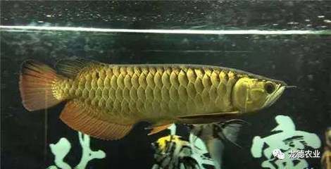 龍魚內細菌感染怎么辦（龍魚內細菌感染的治療方法） 龍魚內細菌感染怎么辦（龍魚內細菌感染的治療方法） 龍魚百科 第3張