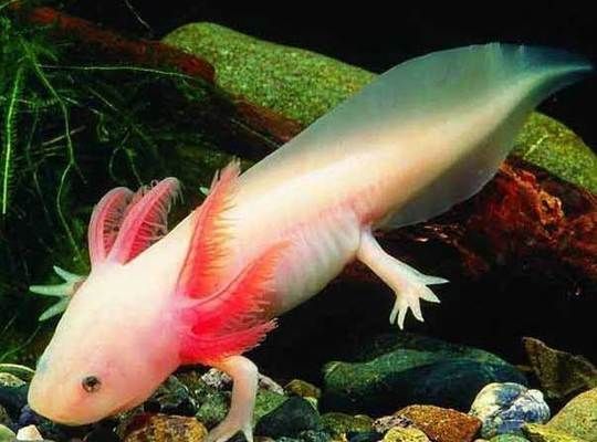 六角恐龍魚吃食：六角恐龍魚的飲食習慣