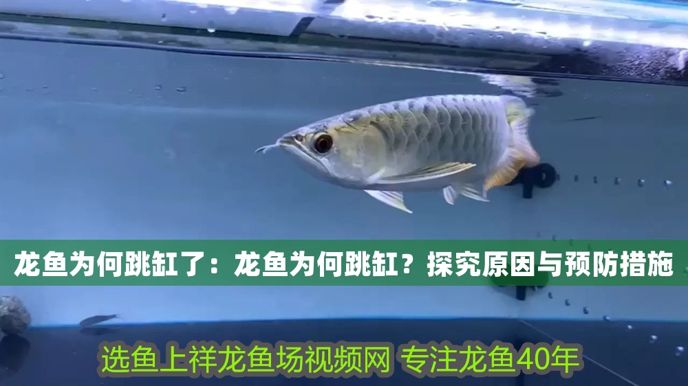 龍魚為何跳缸了：龍魚為何跳缸？探究原因與預防措施