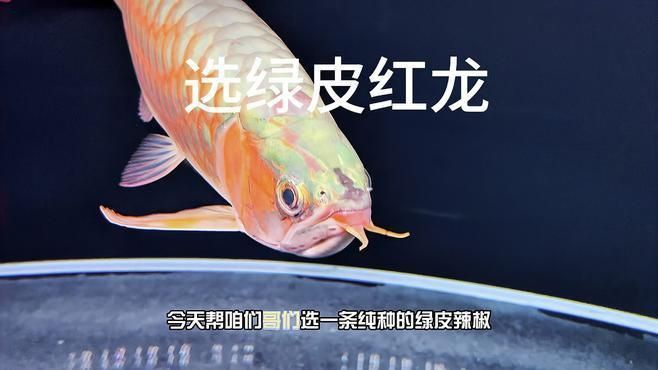 辣椒紅龍綠皮好還是藍皮好