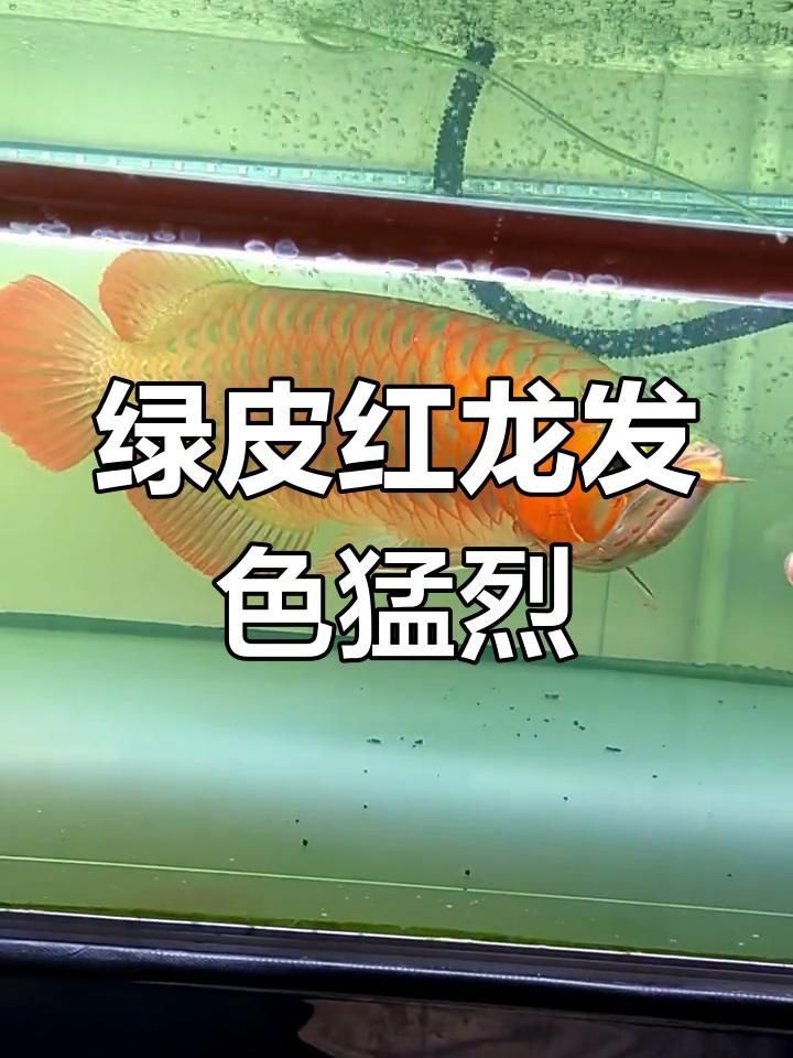 辣椒紅龍綠皮好還是藍皮好