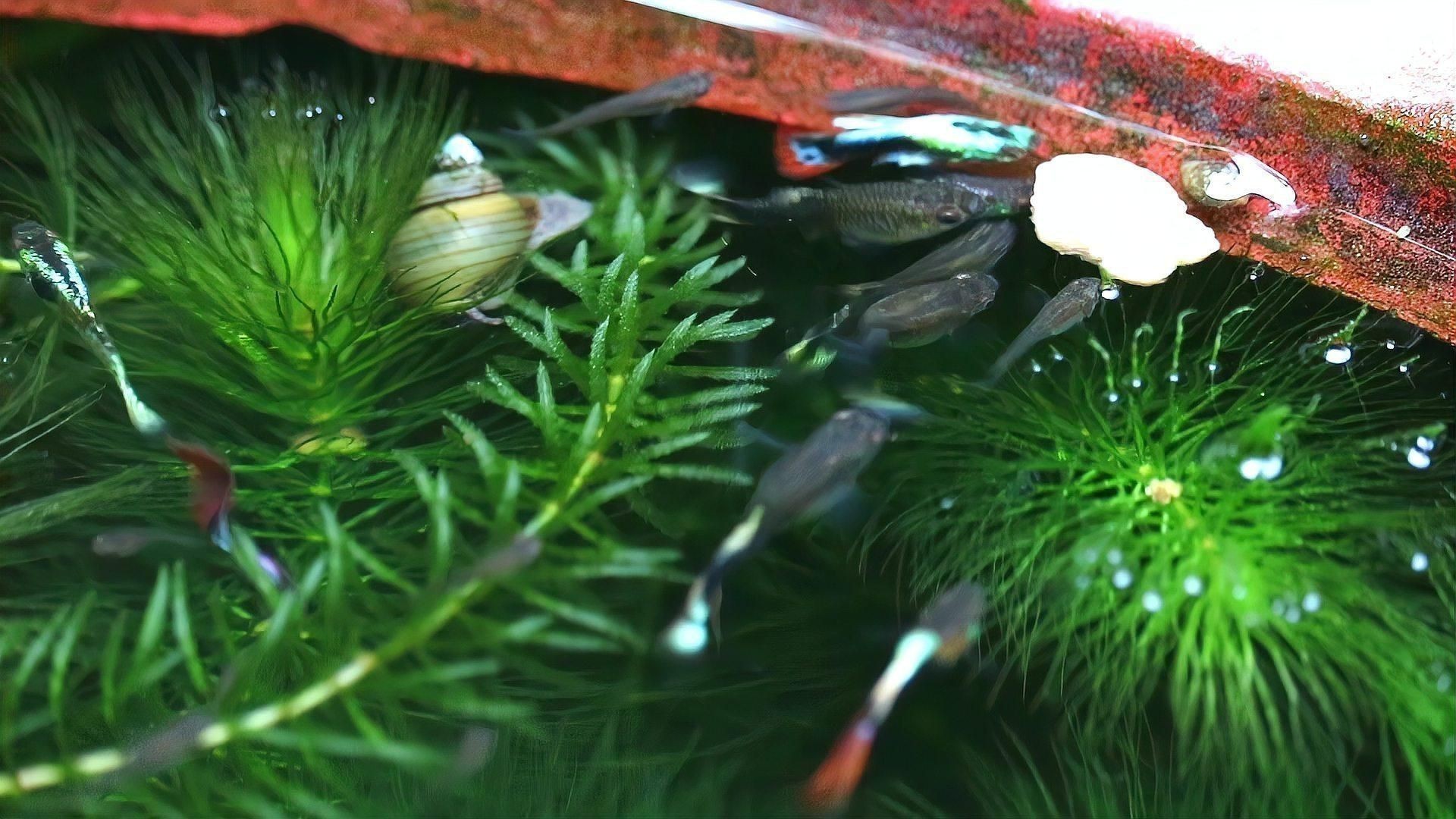 孔雀魚下崽的征兆