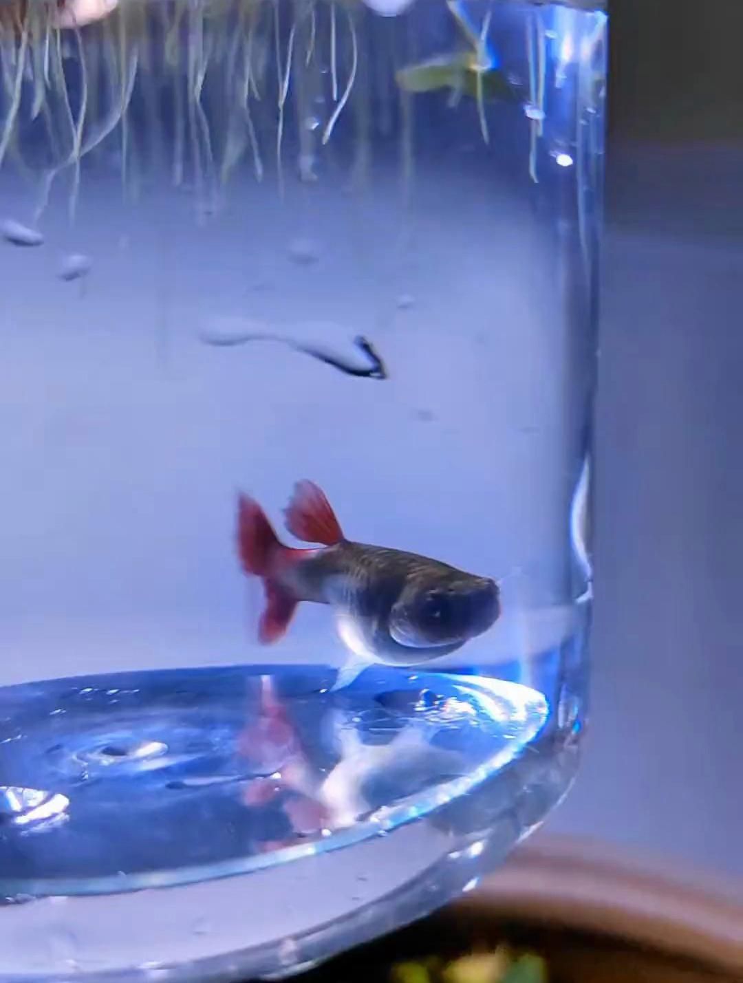 孔雀魚下崽的征兆