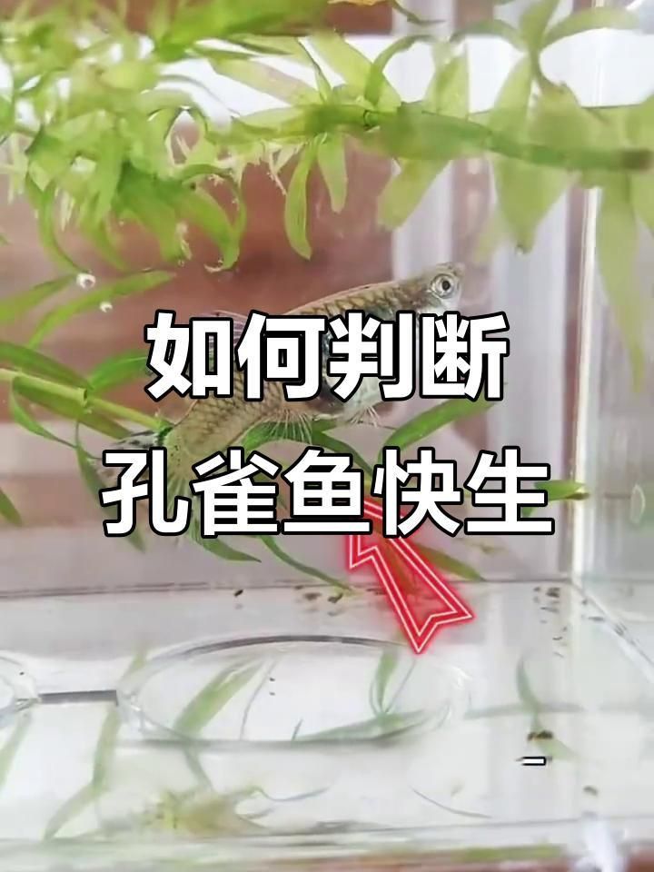 孔雀魚下崽的征兆