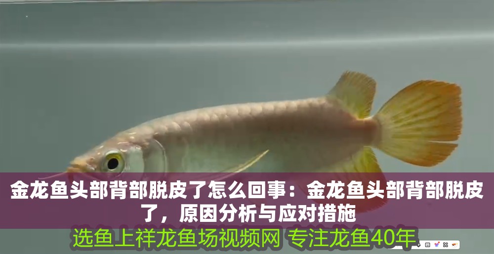 金龍魚頭部背部脫皮了怎么回事：金龍魚頭部背部脫皮了，原因分析與應對措施