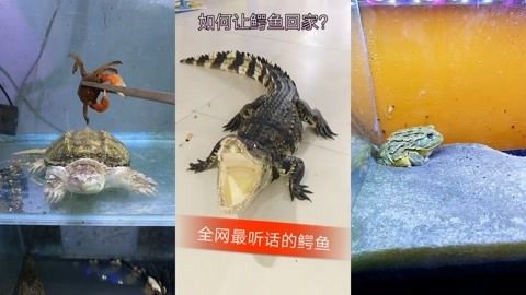 六角恐龍魚為啥會浮起來：六角恐龍魚為什么會浮在水面上