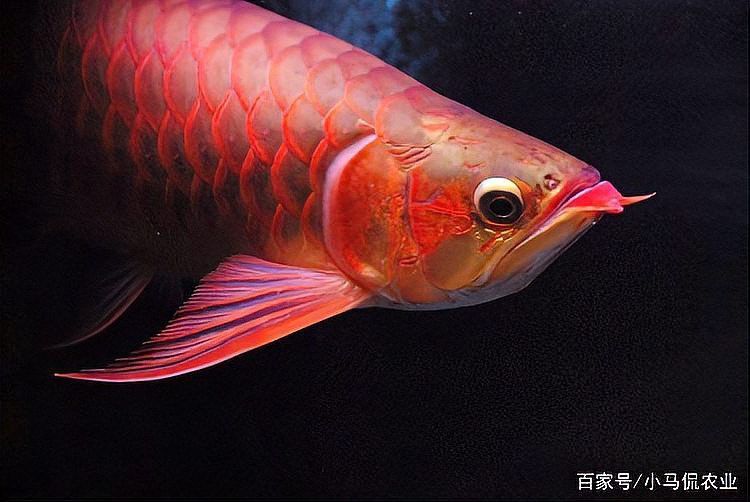 昆明龍魚美容師