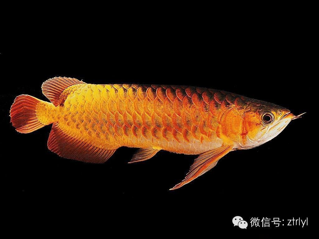 養的龍魚能不能吃