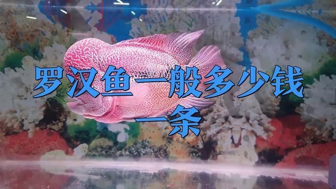 羅漢魚多少塊錢一只