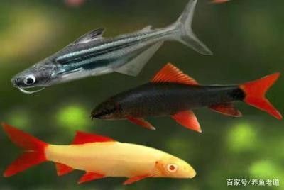 龍魚害怕的表現(xiàn)有哪些方面的癥狀：龍魚在害怕時可能表現(xiàn)出的癥狀
