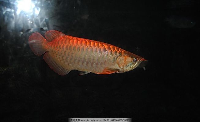 龍魚吃的小魚叫什么，龍魚捕食本能的培養方法龍魚捕食本能的培養方法