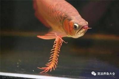 龍魚吃的小魚叫什么，龍魚捕食本能的培養方法龍魚捕食本能的培養方法