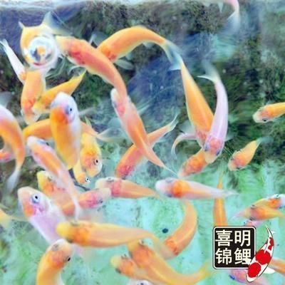 龍魚吃的小魚叫什么，龍魚捕食本能的培養方法龍魚捕食本能的培養方法