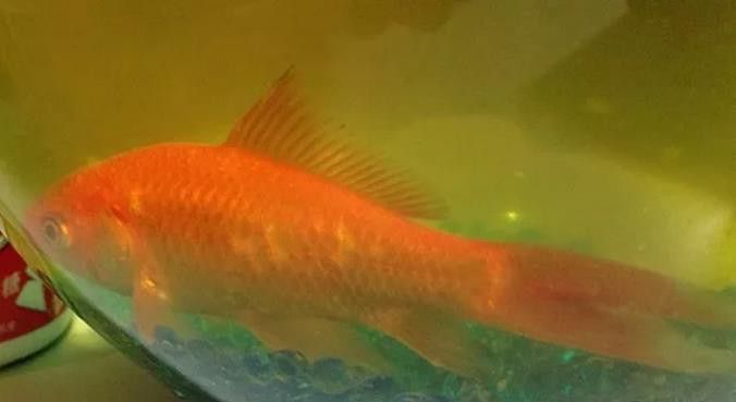 紅龍魚炸鱗多久會死？