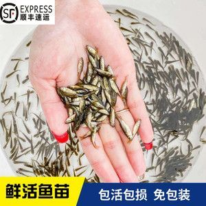 龍魚不吃麥穗魚怎么辦【龍魚不吃麥穗魚怎么辦，】