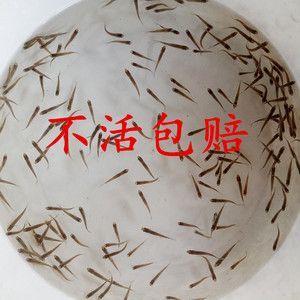龍魚不吃麥穗魚怎么辦【龍魚不吃麥穗魚怎么辦，】