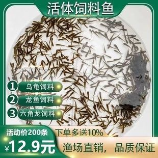龍魚不吃麥穗魚怎么辦【龍魚不吃麥穗魚怎么辦，】