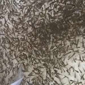 龍魚不吃麥穗魚怎么辦【龍魚不吃麥穗魚怎么辦，】