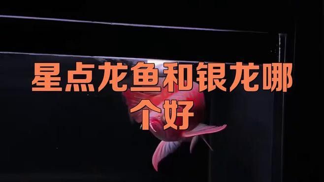 銀龍魚和星點龍魚哪個好養活