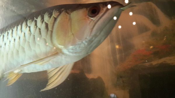金龍魚不吃食可以下鹽嗎【金龍魚不吃食可以下鹽嗎，】