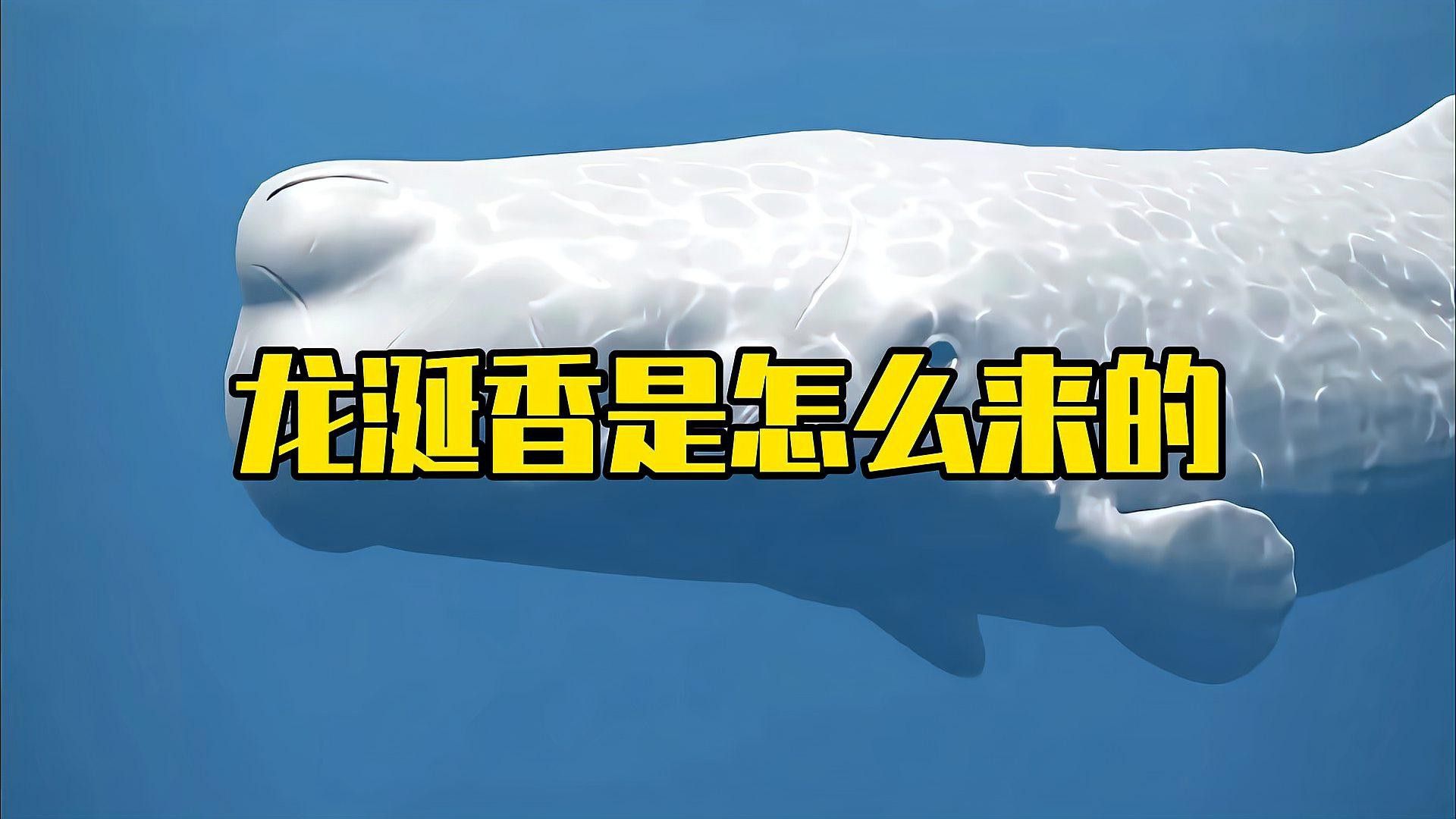 新加坡金龍魚好嗎：新加坡的金龍魚好還是馬來西亞的好？