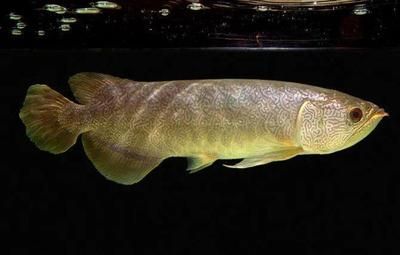 圖騰金龍魚多少錢（圖騰金龍魚價格范圍較廣，從幾百元到幾萬元人民幣不等）