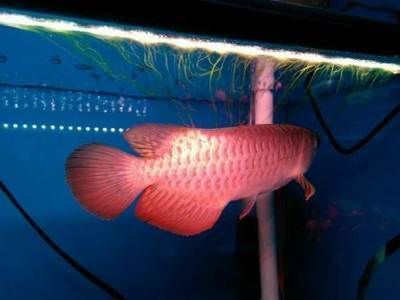 紅尾金龍魚怎么養：紅尾金龍魚的飼養方法